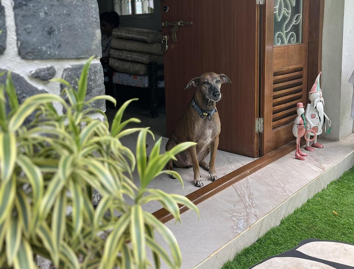 Angel House -Your Private Pet Friendly Haven ロナバラ エクステリア 写真
